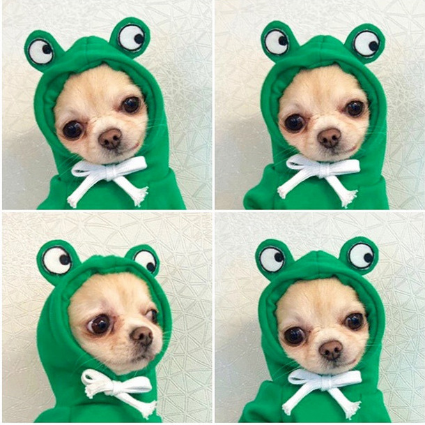 Cute Fruit Dog Clothes For Small Dogs Hoodies Winter Warm Fleece Pet Clothing Puppy Cat Costume Coat For French Chihuahua Outfit - Image 10