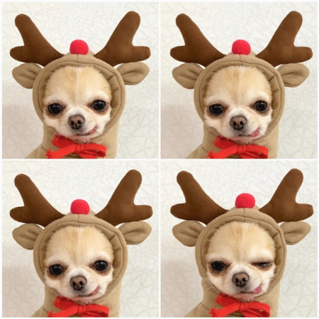 Cute Fruit Dog Clothes For Small Dogs Hoodies Winter Warm Fleece Pet Clothing Puppy Cat Costume Coat For French Chihuahua Outfit - Image 5